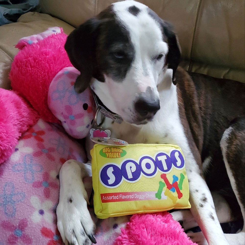 ❌❌SOLD❌❌NWT Fun Candy SPOTS Dog Toy with Squeaker HALLOWEEN or Anytime Gift Idea